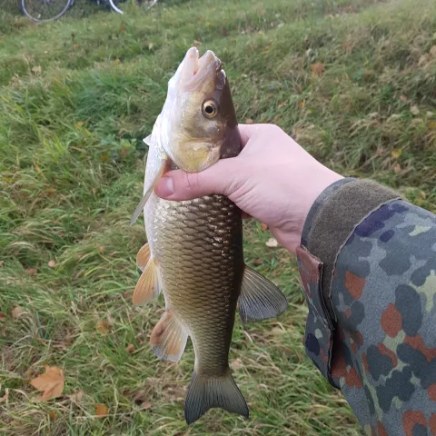 Döbel