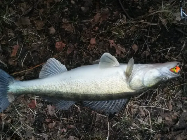 Zander
