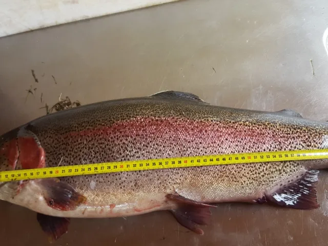 Regenbogenforelle