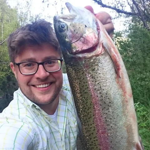 Regenbogenforelle