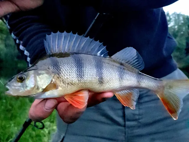 Flussbarsch
