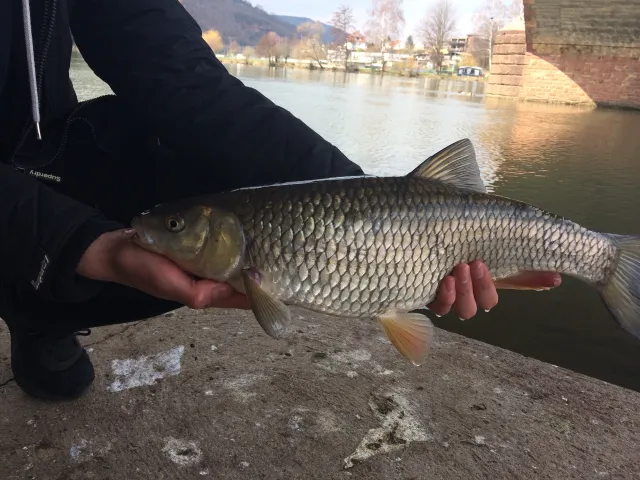 Döbel