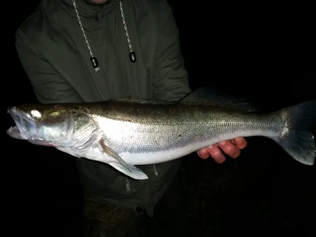 Zander