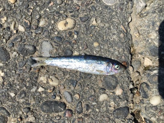 Sardine