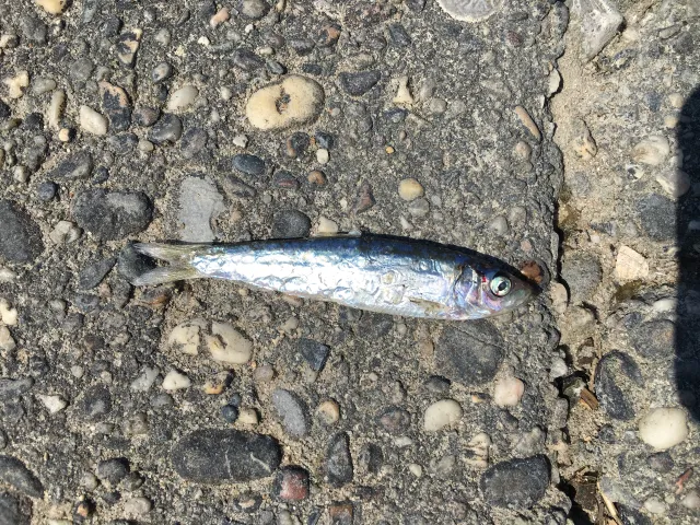 Sardine