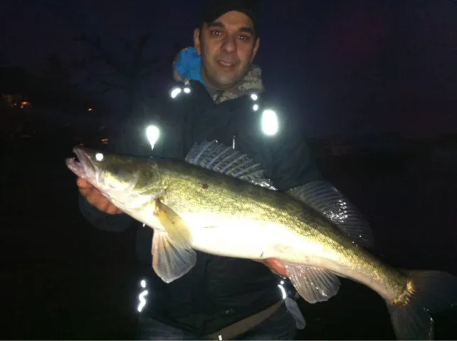 Zander