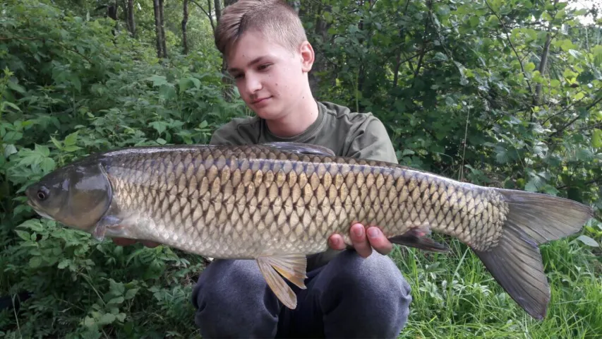 Graskarpfen
