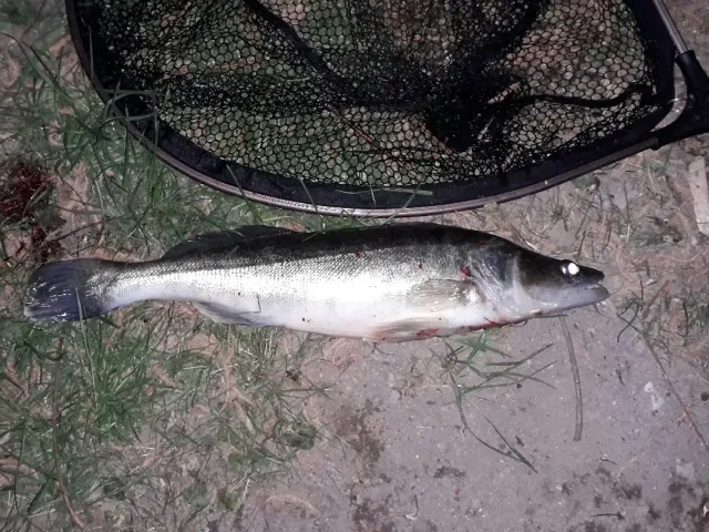 Zander