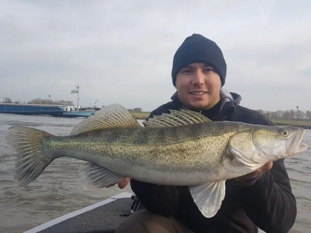 Zander