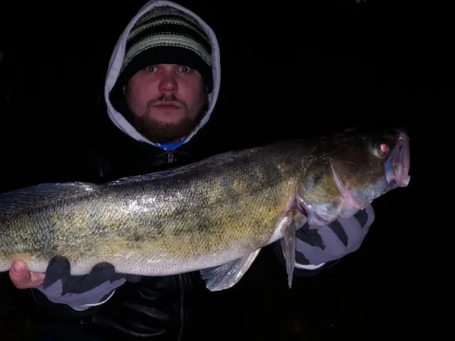 Zander