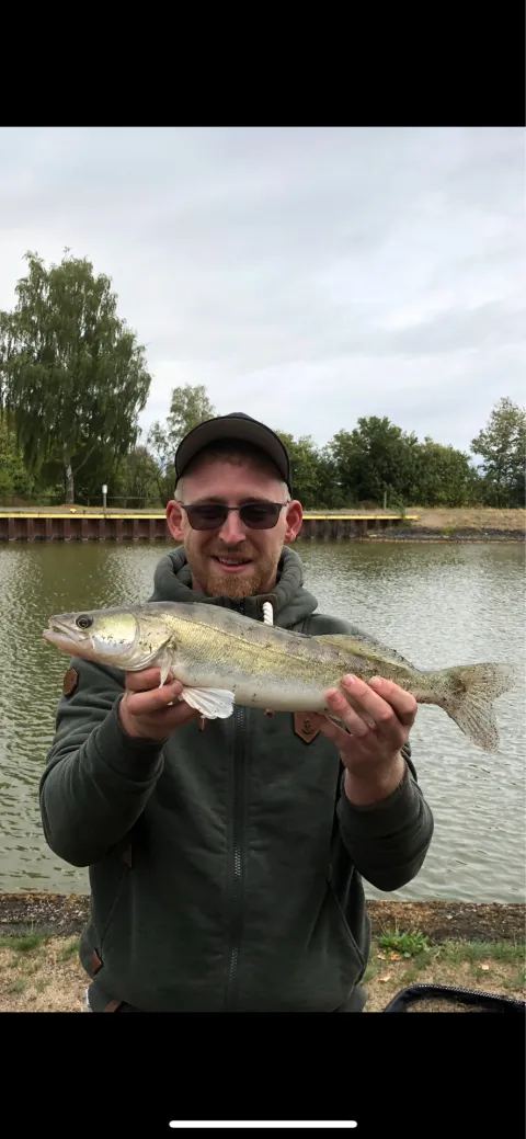 Zander