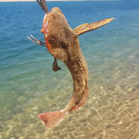Knurrhahn (Grauer)