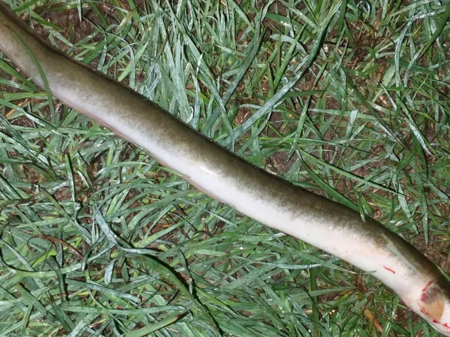 Aal