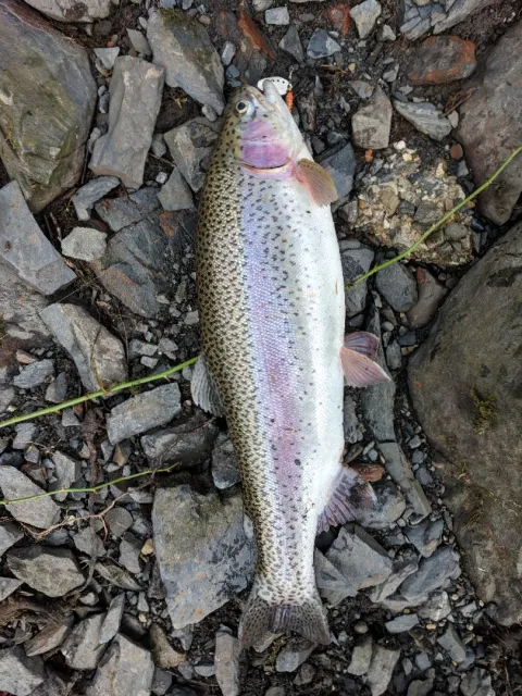 Regenbogenforelle