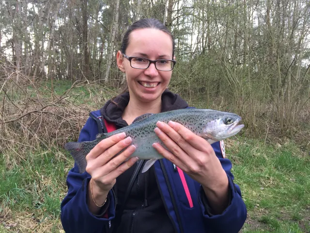 Regenbogenforelle