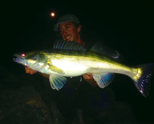 Zander