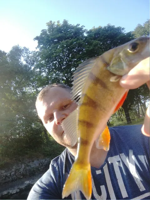 Flussbarsch