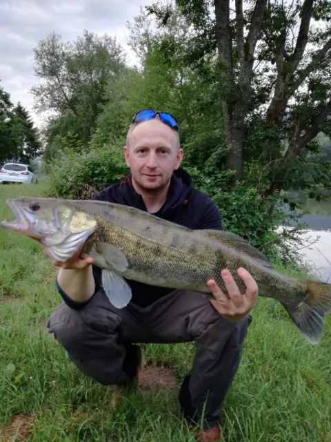 Zander
