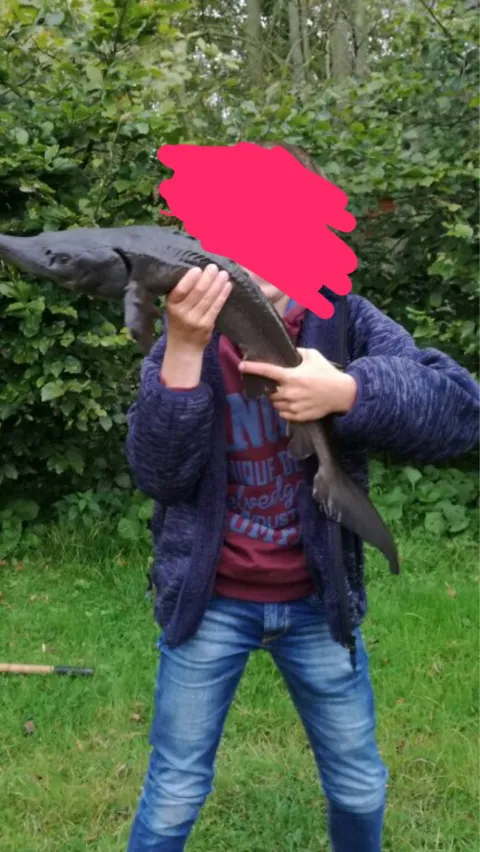 Stör