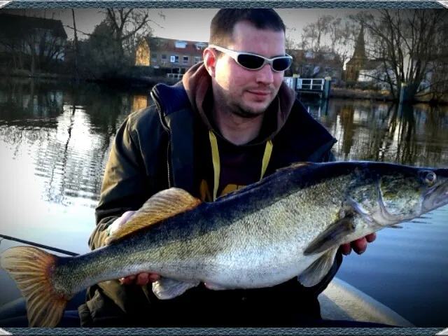 Zander
