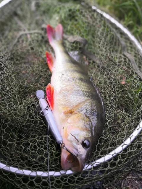 Flussbarsch