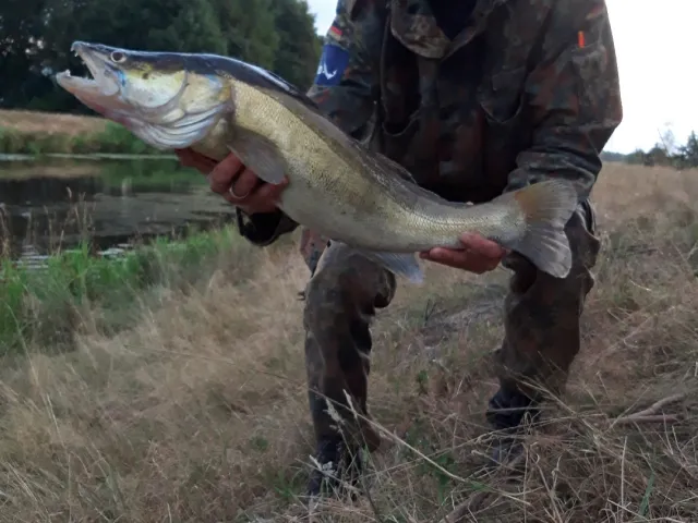 Zander