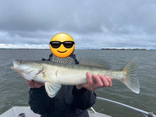 Zander