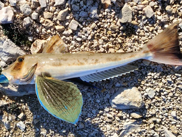 Knurrhahn (Grauer)