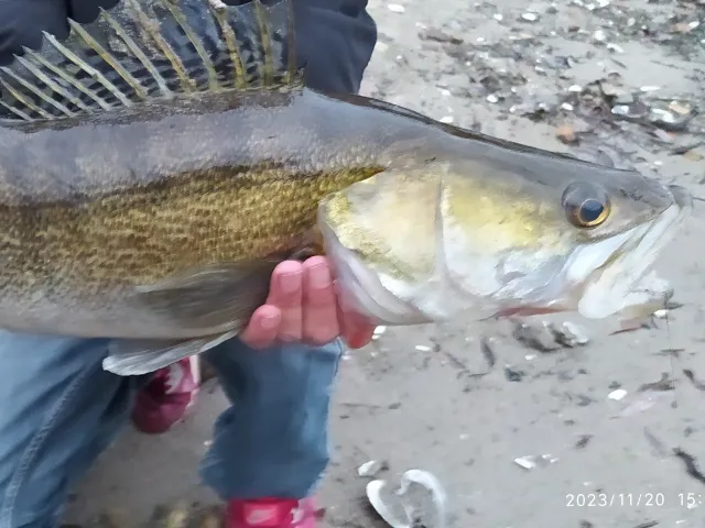 Zander