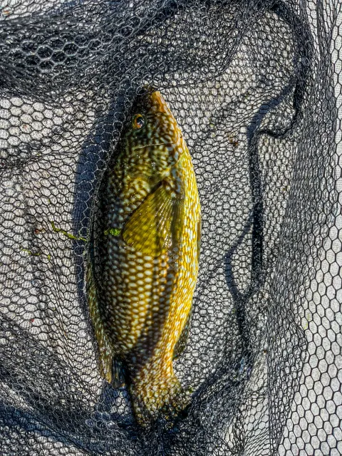 Lippfisch