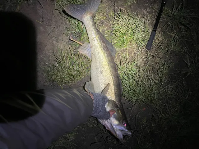 Zander
