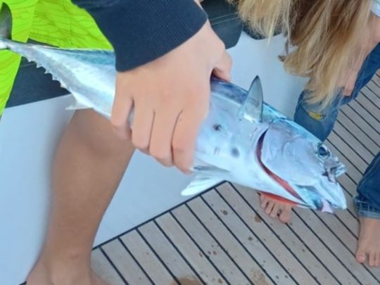 Thunfisch
