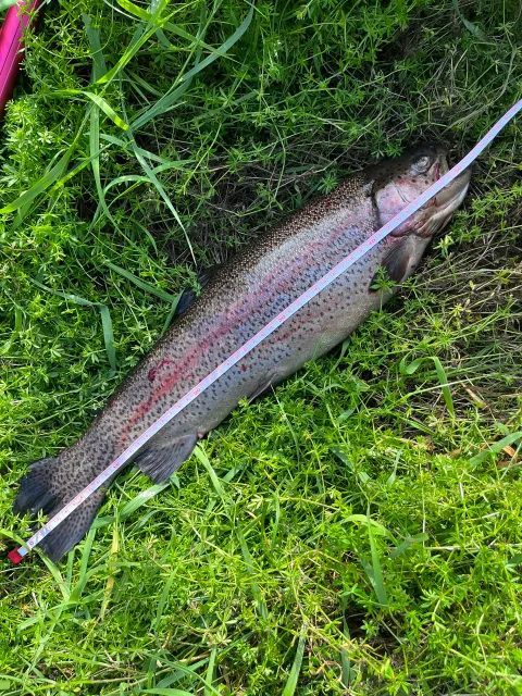 Regenbogenforelle