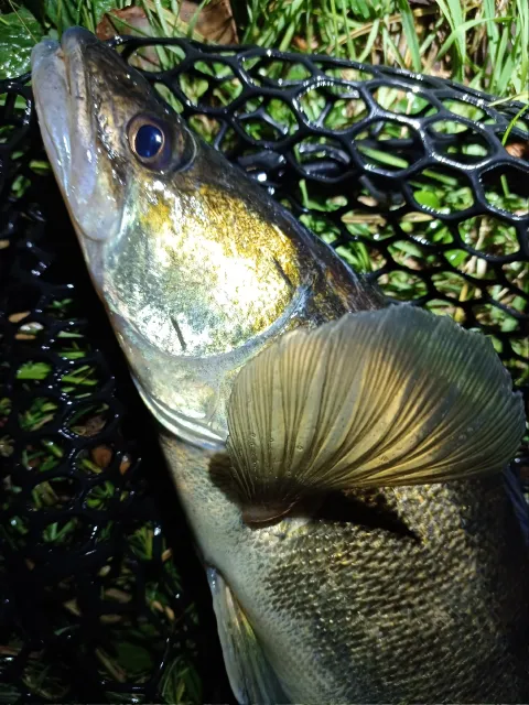Zander