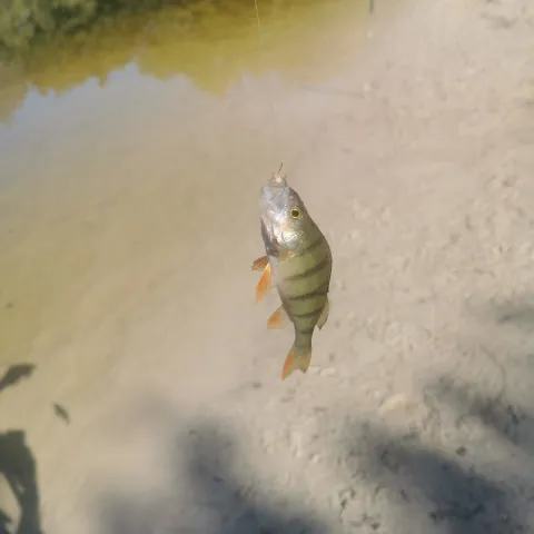 Flussbarsch