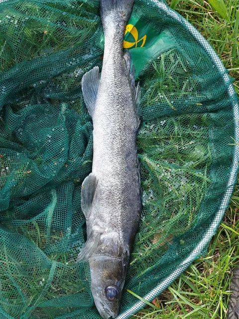 Zander