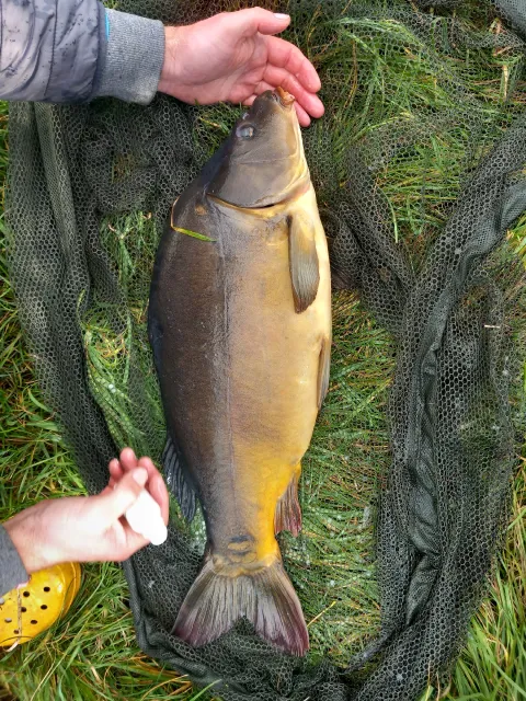 Karpfen