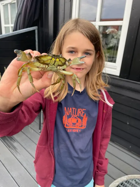 Strandkrabbe