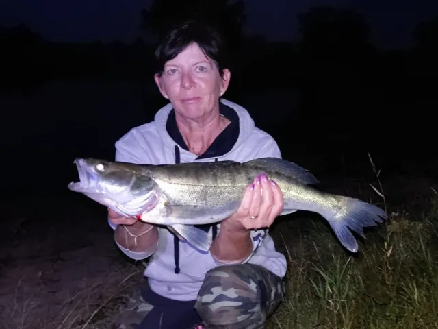 Zander