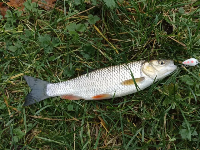 Döbel