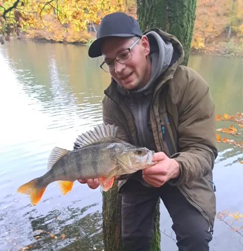 Flussbarsch