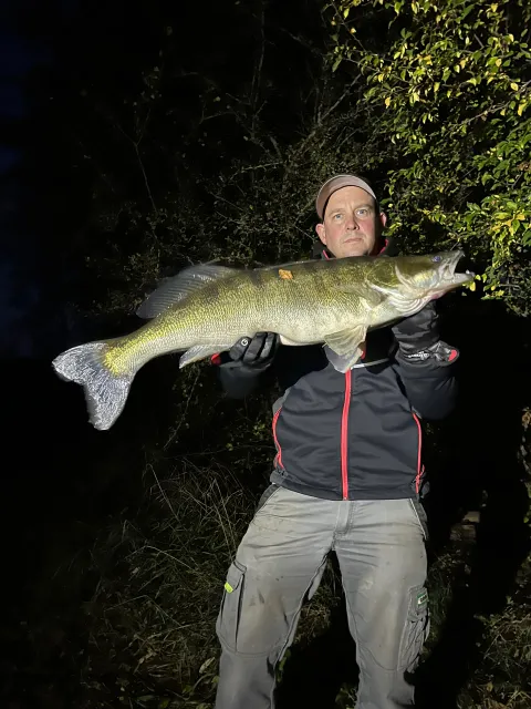 Zander