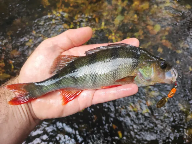 Flussbarsch