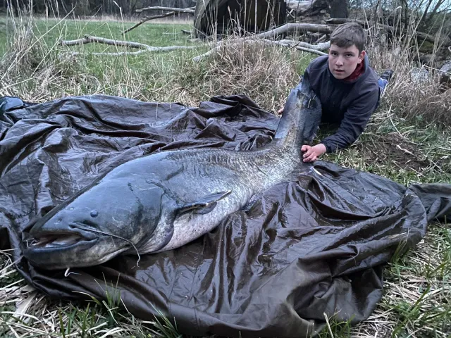 Wels