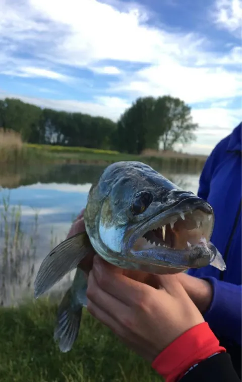 Zander
