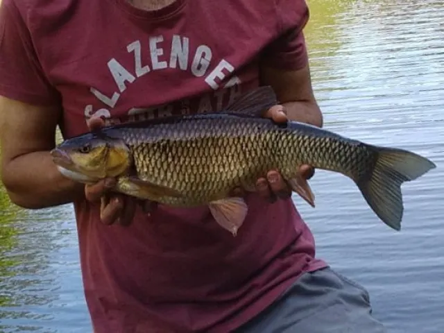 Döbel