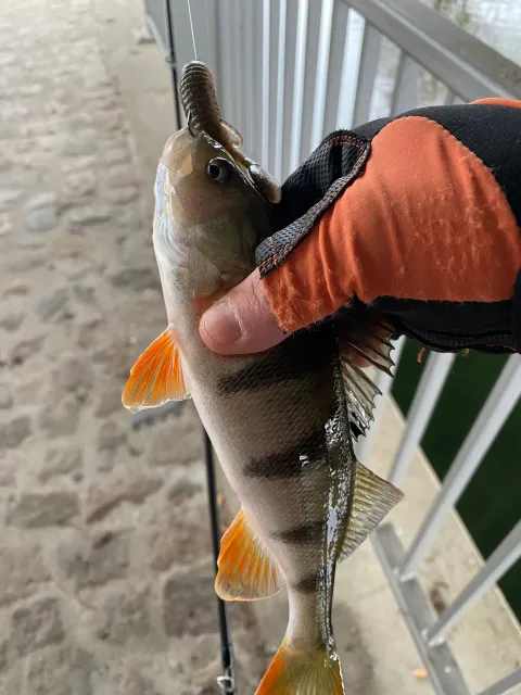 Flussbarsch