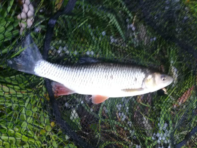 Döbel