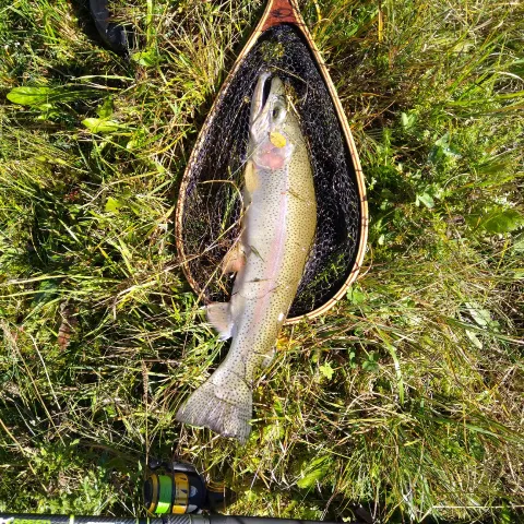 Regenbogenforelle