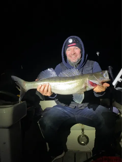 Zander